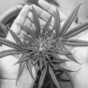 Cannabis Store