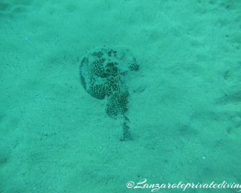 Lanzarote-private-diving-plongee-espagne-43-1