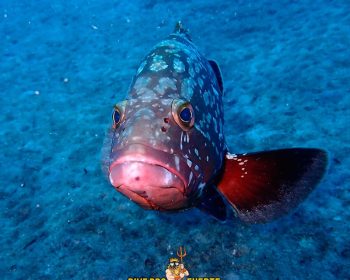 dive-pro-fuerte-costa-calma-fuerteventura-clubfuertventura-2